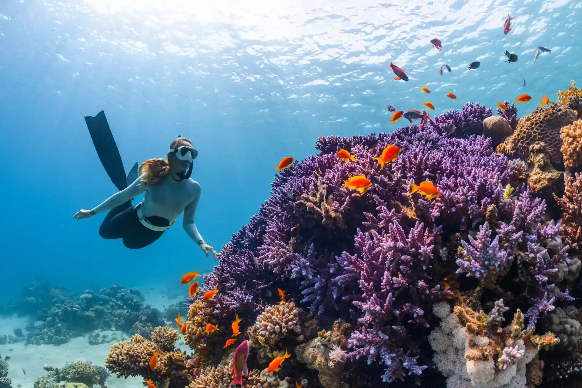Reef Diving - 